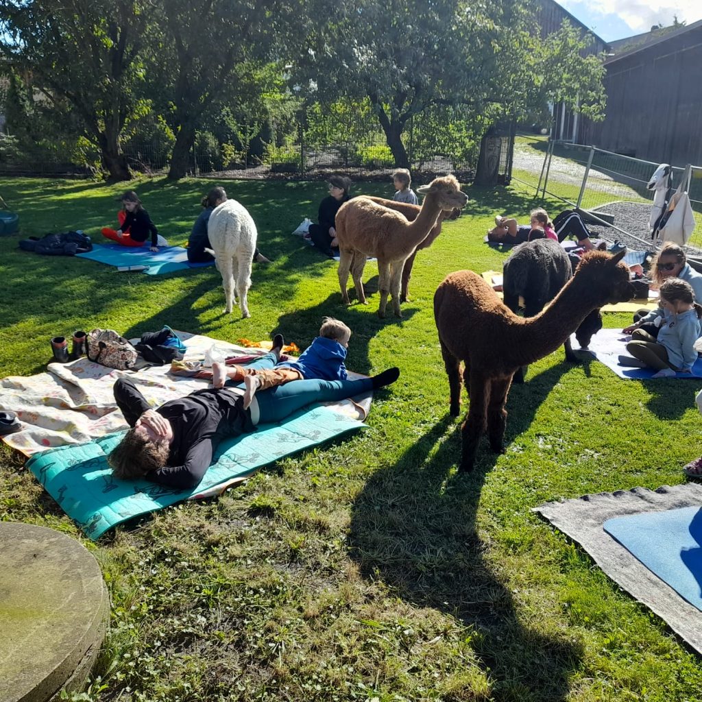 Familienyoga mit Alpakas in Maxhütte-Haidhof bei Regensburg