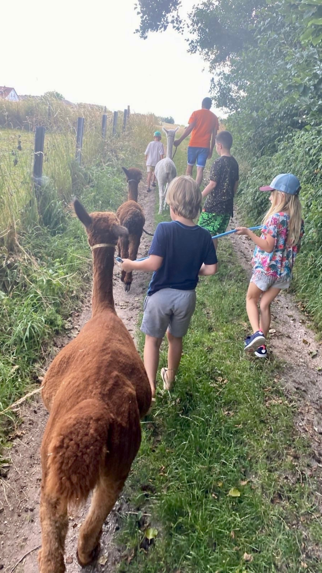 Alpaka Wanderung im Rahmen des Familienyoga Workshops mit Alpakas